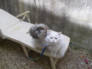 Photo de galerie - Ma belle Amazone 18 ans et mon chat Angora turc 14 ans