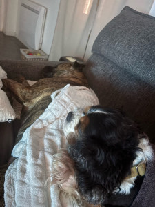 Photo de galerie - Gros câlin sur le cucul de la copine. Nala. ❤️ #Gardé pour la 4ème fois.