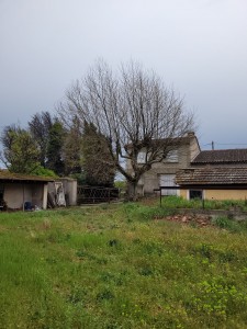Photo de galerie - Taille d'un platane en tête de chat