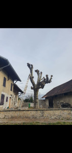 Photo de galerie - Elagage et coupe d'arbres
