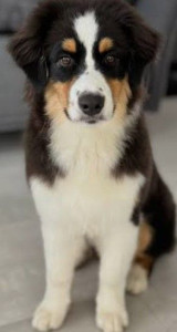 Photo de galerie - Une chienne qui s'appelle Bella 