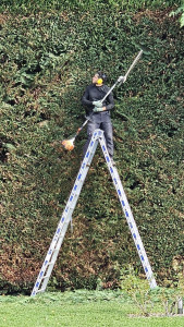 Photo de galerie - Taille de haie