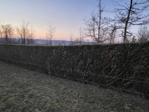 Photo de galerie - Haie de 70 m