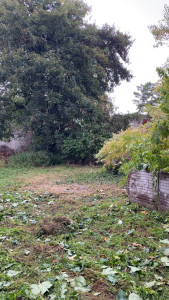 Photo de galerie - Abattage figuier