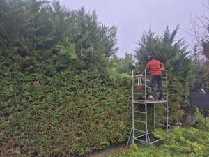 Photo de galerie - Rabattage de haie