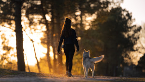 Photo de galerie - Balade canine