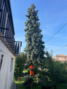 Photo de galerie - Elagage et coupe d'arbres