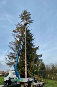 Photo de galerie - Elagage et coupe d'arbres