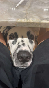 Photo de galerie - Garde chien