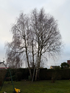 Photo de galerie - Elagage et coupe d'arbres