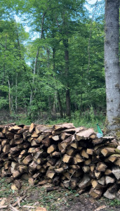 Photo de galerie - Elagage et coupe d'arbres