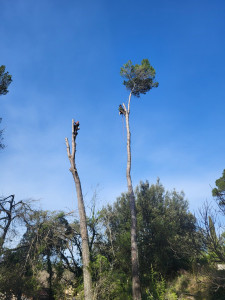 Photo de galerie - Elagage et coupe d'arbres
