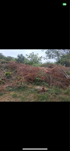 Photo de galerie - Elagage et coupe d'arbres