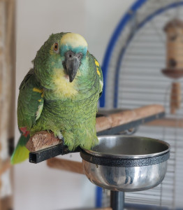 Photo de galerie - Garde animaux