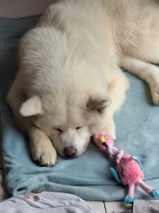 Photo de galerie - Garde d'une petite puce 