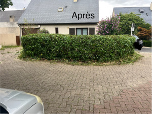 Photo de galerie - Laurier palme