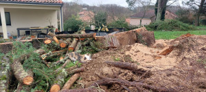 Photo de galerie - Dégagement et évacuations d'un cèdre tombé sur une toiture 