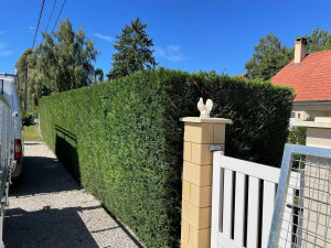 Photo de galerie - Cyprès 