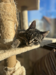 Photo de galerie - Garde de chats 