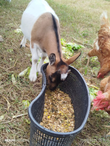 Photo de galerie - Je peux aller nourrir vos animaux a votre domicile 