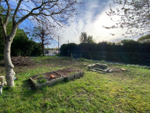 Photo de galerie - Abattage et évacuation de quatre Thuyas (Thuja).