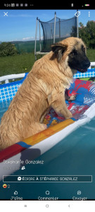 Photo de galerie - Garde chien