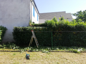 Photo de galerie - Taille de haies et d'arbustes