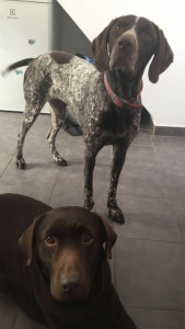 Photo de galerie - Garde chien