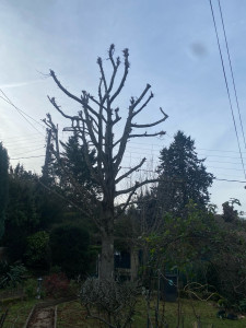 Photo de galerie - Elagage et coupe d'arbres