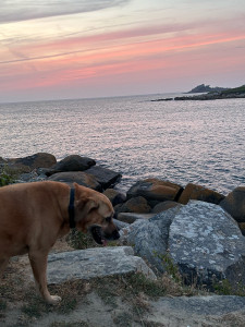 Photo de galerie - Garde d’une chienne adorable petite balade au coucher de soleil en bord de mer.