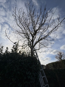 Photo de galerie - Elagage et coupe d'arbres