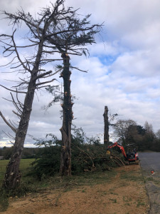 Photo de galerie - Abattage de 15 cyprès et évacuation des bois et branches