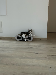Photo de galerie - Garde à mon domicile du 17 au 31 juillet 2026, Luna 