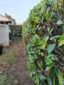 Photo de galerie - Taille de haies et d'arbustes