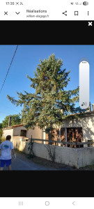 Photo de galerie - Elagage et coupe d'arbres