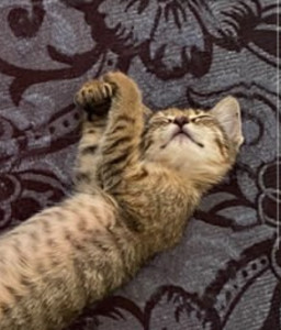 Photo de galerie - Garde chaton