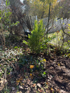 Photo de galerie - Paysagiste - Aménagement du jardin