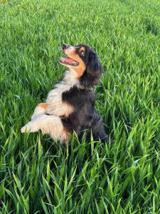 Photo de galerie - Chien que j' ai eu en garde à mon domicile une photo prise lors d une de nos balades