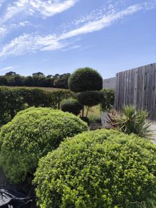 Photo de galerie - Taille de haies et d'arbustes