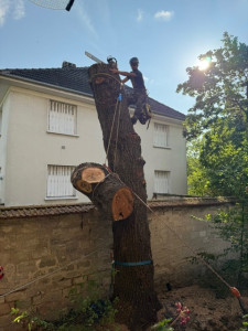 Photo de galerie - Abattage d’un grand chêne mort par démontage avec rétention, permettant de maîtriser la chute des branches et des billons tout en sécurisant les zones environnantes.