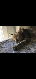 Photo de galerie - Garde chat