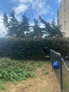 Photo de galerie - Taille de haies et d'arbustes