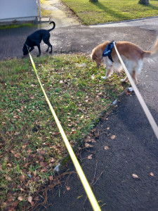 Photo de galerie - Garde chien