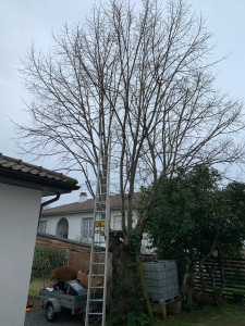 Photo de galerie - Elagage et coupe d'arbres