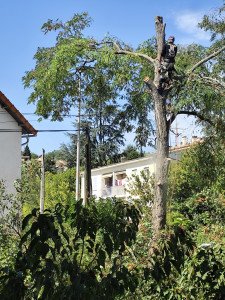 Photo de galerie - Élagages d’un peuplier 