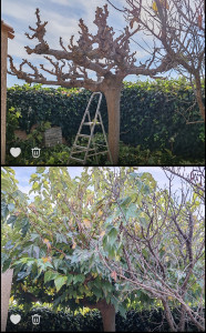 Photo de galerie - Taille de haies et d'arbustes