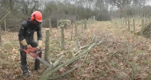 Photo de galerie - Mise en place de boisement d'arbre conduit en 
