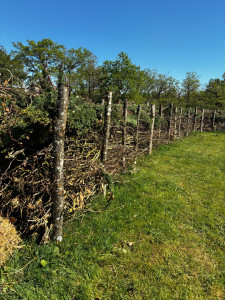 Photo de galerie - Construction d’une haie sèche 