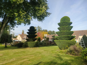 Photo de galerie - Taille de haies et d'arbustes