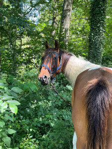 Photo de galerie - Soins et balades de chevaux